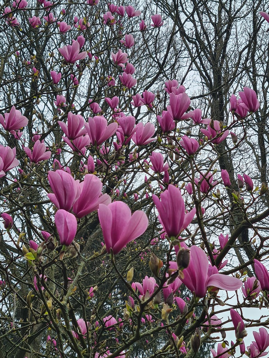 NaomiSlade's tweet photo. Caught the magnolias at Great Comp the other day, following my recent @GardenAnswers article!
Lovely to meet salvia supremo William Dyson too, thanks @Vikki_Rimmer for organising!
#magnolias #greatcomp #gardenvisit https://t.co/76iRSiZYgL