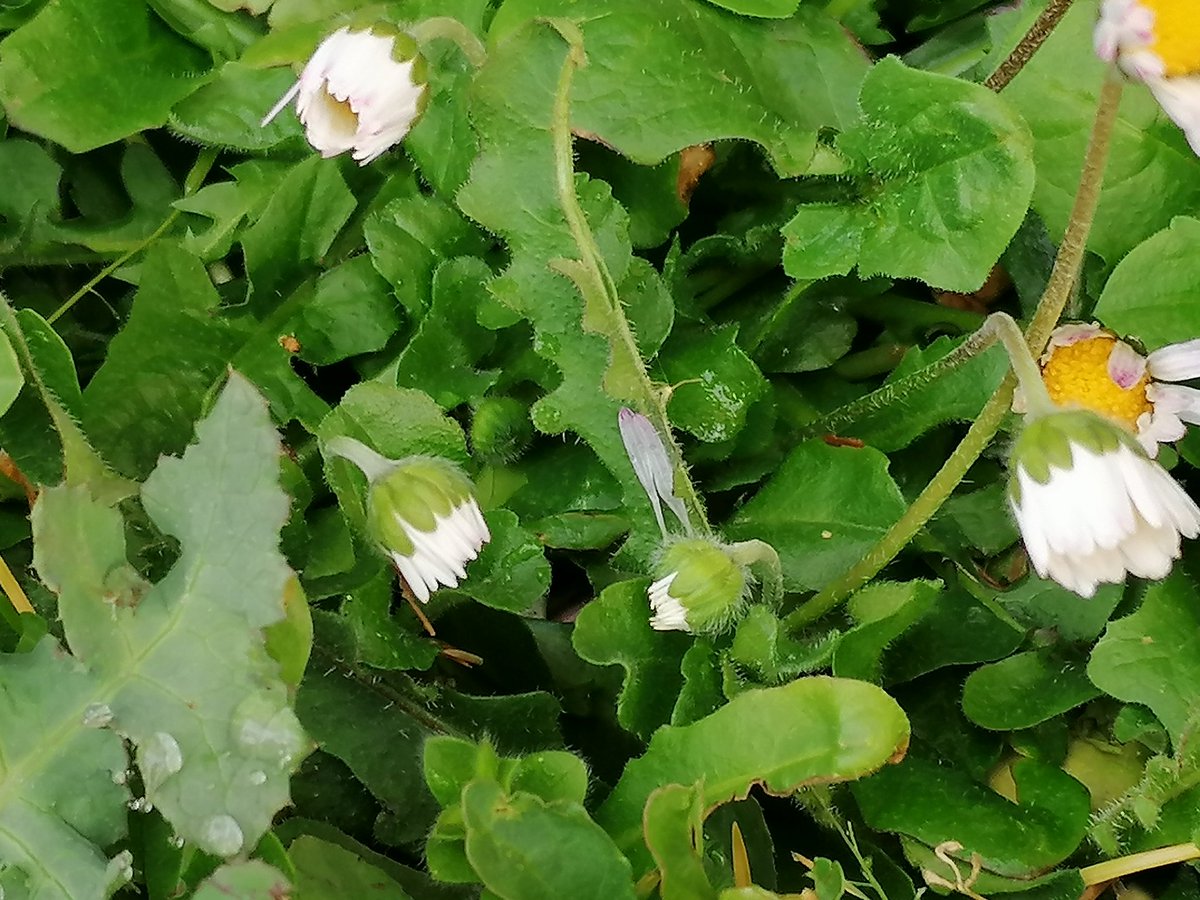 NRegimenti's tweet photo. 🌿Erbette di casa🏡
Piove e tira il vento,
tra mentuccia
cicoria e ortiche.
Ma ecco Aprile:
e #miSembra già di rifiorire. https://t.co/Uc58fczq58