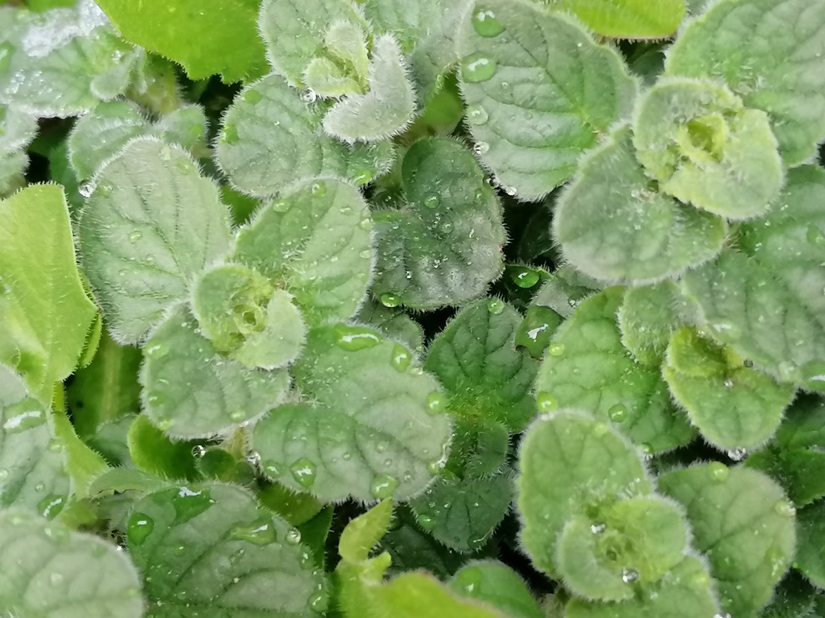 NRegimenti's tweet photo. 🌿Erbette di casa🏡
Piove e tira il vento,
tra mentuccia
cicoria e ortiche.
Ma ecco Aprile:
e #miSembra già di rifiorire. https://t.co/Uc58fczq58