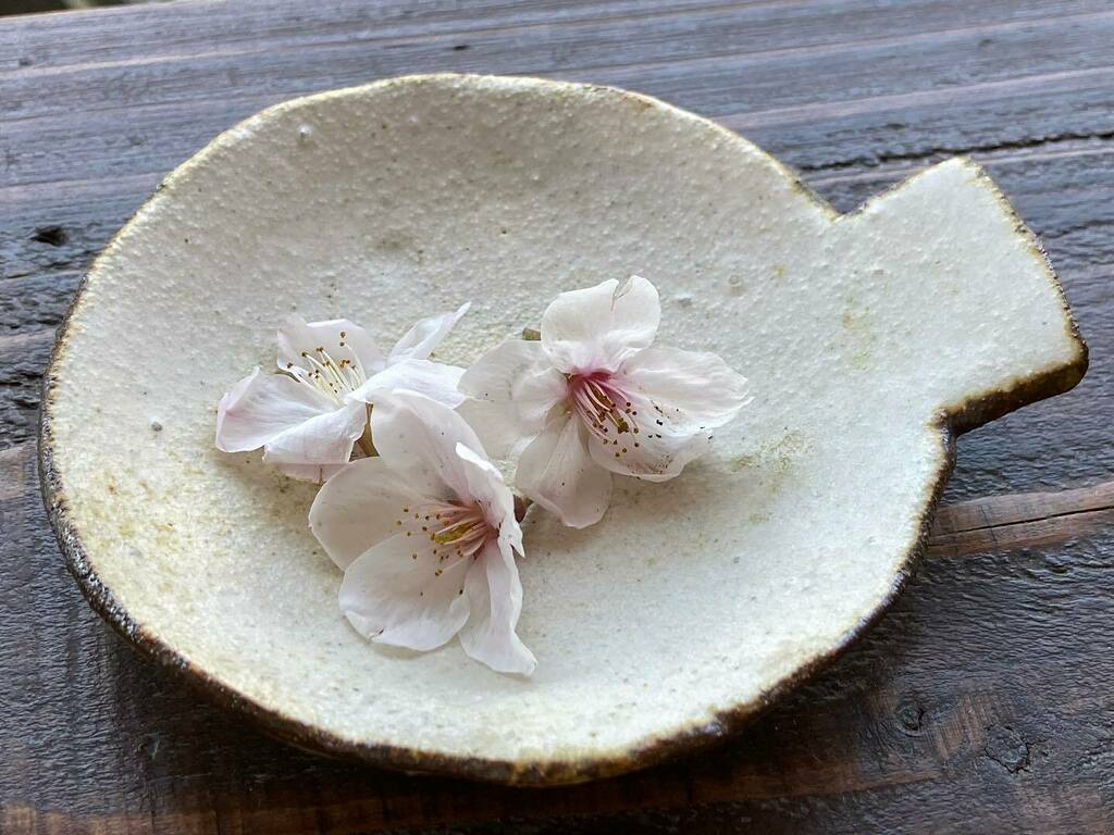 zakka_kauri's tweet photo. オサカナ皿　桜のお花添え
#松波曜子　#信楽　#陶器
#うつわ　#カウリ　#暮らしの道具　#奈良 https://t.co/yd6ofBYbQn https://t.co/rnm1BEfPOS
