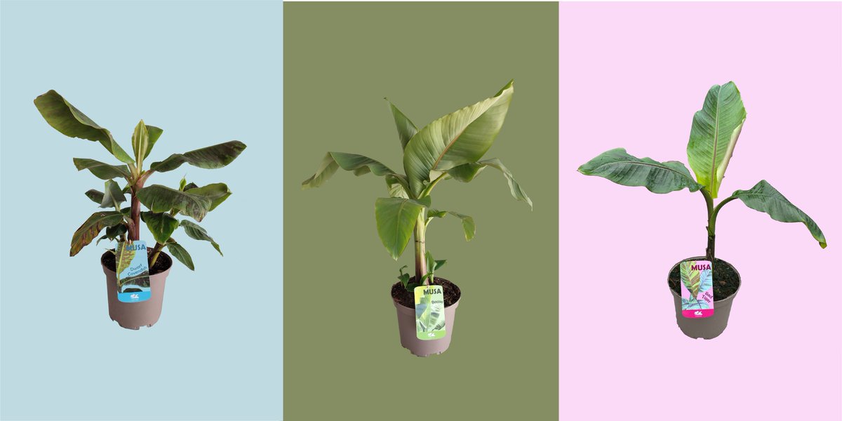 cormasccl's tweet photo. ¡Este mes de abril las musas son tendencia! Estas exóticas plantas  tienen las hojas grandes, verdes y brillantes,
Disponemos de las siguientes variedades:

🌿 Musa x Acuminata “Dwarf Cavendish”
🌿 Musa x Tropicana
🌿 Musa x Oriental Dwarf
🌿 Musa Basjoo
🌿 Musa Red Tiger https://t.co/a06cK2nk2b
