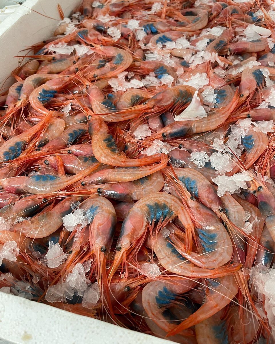 QuiqueMartnez's tweet photo. 🔴| #lonjadegarrucha : Seleccionamos, en origen, la mejor materia prima para llevarla a la mesa del #7Monjas. La calidad no es negociable. #gambarojadegarrucha #quisquillasdegarrucha #gambablancadegarrucha . ☎️ Reservas: 695163375. 👇🏼👇🏼👇🏼👇🏼 https://t.co/P2zA4XjvPH