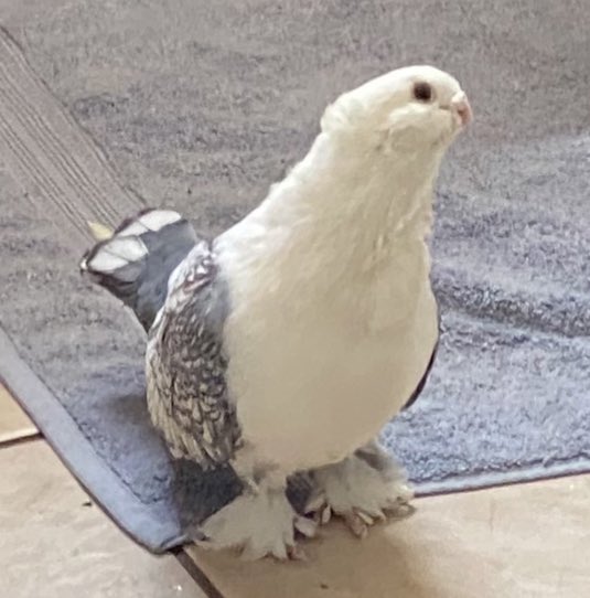 Coelasquid's tweet photo. Look at this perfect animal. Shape of a pear. No work ethic. Eternally suspicious. Refuses to eat the seeds that aren’t his favourite shape for seeds to be. https://t.co/a52P1crZKL