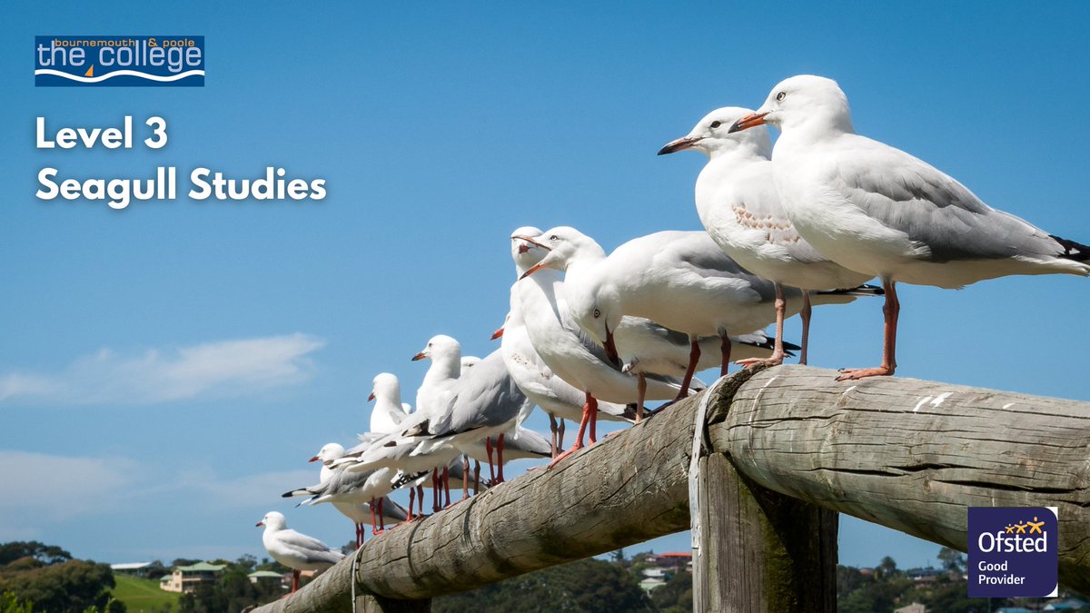 BPCollege's tweet photo. We are proud to announce our new Level 3 Course in Seagull Studies.
This exciting new opportunity in ornithology would suit anyone looking to further their knowledge about Dorset’s most beloved seabirds. Find out more: https://t.co/KT46Fy2A4H

#Seagull #Ornithology #April https://t.co/roUzegUKU9