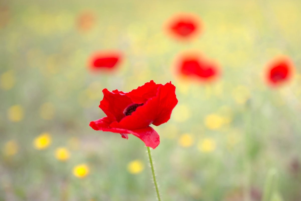 Giuseppe (A.) Di Marco (@dimarcog) on Twitter photo 