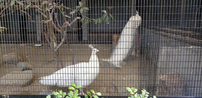 横浜市立野毛山動物園の混雑22 割引チケットや近い駐車場の場所と料金 営業時間や口コミも ラベイユblog