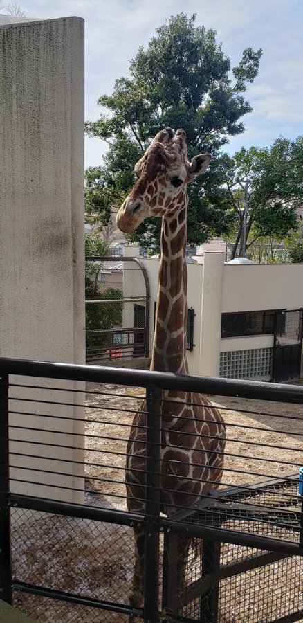 横浜市立野毛山動物園の混雑22 割引チケットや近い駐車場の場所と料金 営業時間や口コミも ラベイユblog