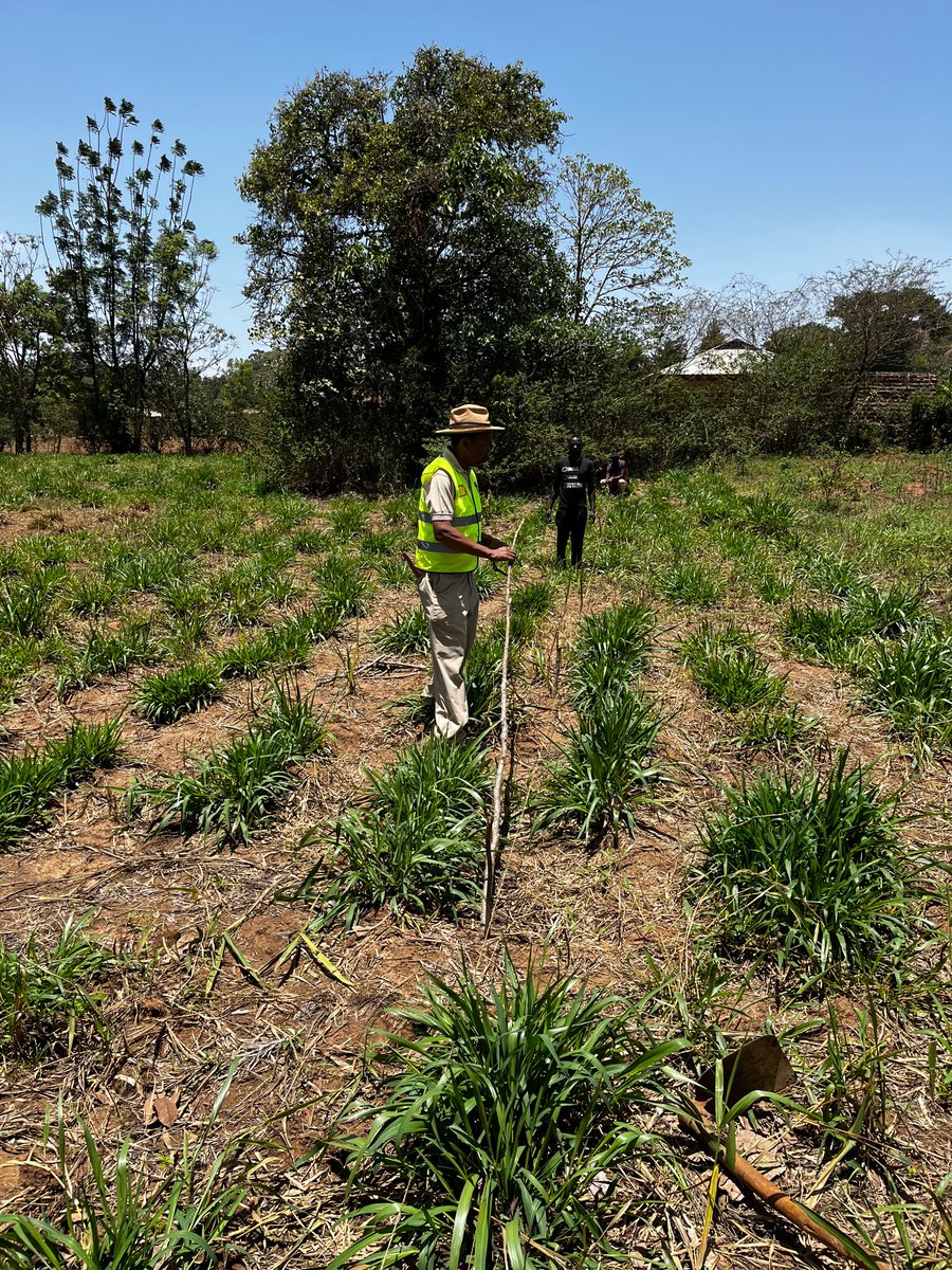 Dominic WALUBENGO tweet media