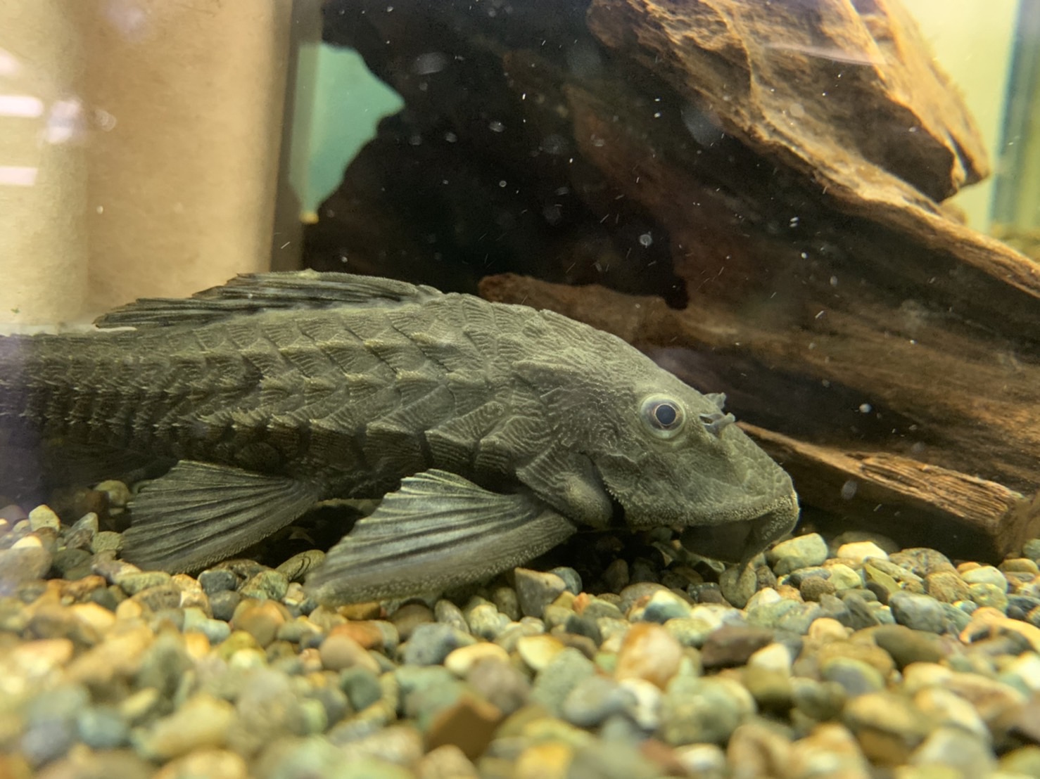 ペッツパーク鳥取店 こんにちは ペッツパーク鳥取店 です プレコについて紹介 プレコは 小型魚から大型魚水槽の苔掃除をしてくれます この機会に飼育してみてください プレコ アーマードプレコ セルフィンプレコ ブラックウィズホワイト