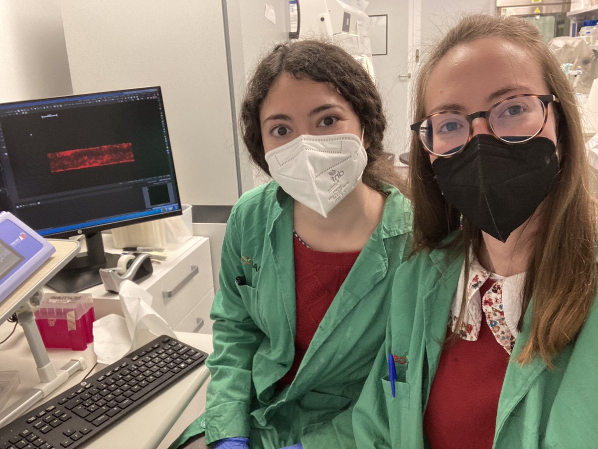 PVeam's tweet photo. Today we've wake up synthetizing #mScarlet #FluorescenceFriday #phdlife #nikon #microscopy https://t.co/p3dc9SjxMa