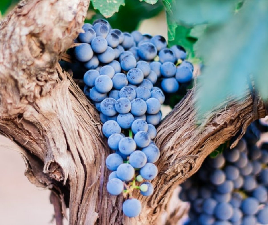 247PrayerScot's tweet photo. “Live in me. Make your home in me just as I do in you... I am the Vine, you are the branches. When you’re joined with me and I with you, the relation intimate and organic, the harvest is sure to be abundant. Separated, you can’t produce a thing." Jesus, John 15:4-5 #TheMsg https://t.co/nStSJqlJQ6