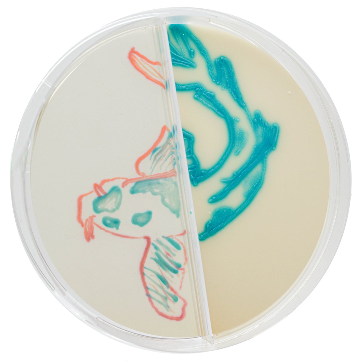 CHROMagar's tweet image. On April 1st we celebrate "Poisson d'Avril", a tradition where you make jokes to your friends and family. The most common joke is to hang a paper fish behind the back. Here is this incredible fish made by one of our Lab technicians on CHROMagar™ MRSA/VRE Blue plate 🐟#agarart