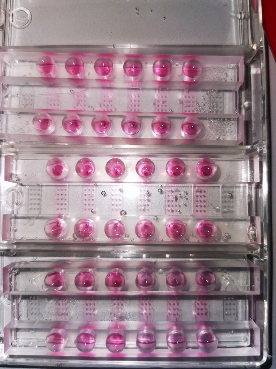 NANOFACTS2's tweet photo. Young researchers, Mila Djisalov and @knezic_teodora, are working on the development of cancer spheroid-on-a-chip technology for #GlioblastomaMultiforme. 👩🔬
#h2020 #twinning #project
#nanofacts
#cancerspheroid #chip #microfluidic
#secondment #labdiary
@EU_Commission
@tu_wien https://t.co/ykciAQ2ziW