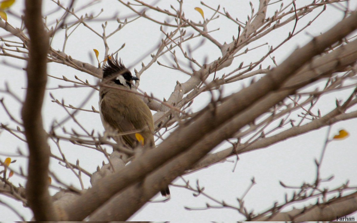MFarhanSid's tweet photo. #Luv4wild #birds #birdsofPakistan #Nature #NaturePhotography #wildlifephotography #BirdsofIslamabad #HimalayanBulbul #canon600D #55250mm #wildlife https://t.co/FGSAZlyQxn