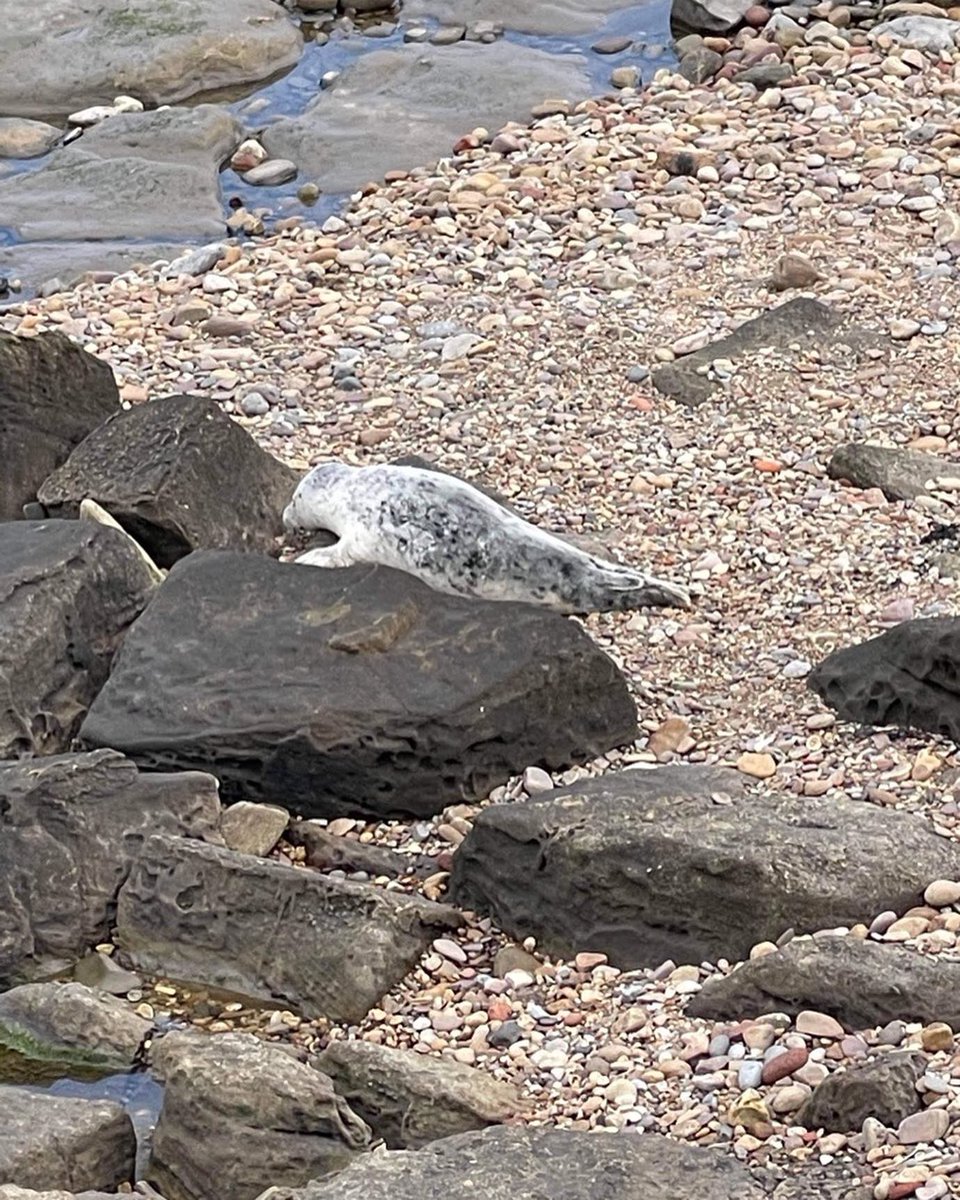 Happy Friday from our little pinniped friend 🦭 💙

#itsfriday #pinniped #seal #marinemammals #whitleybay #stmarysisland #northtyneside #rockpoolschool #nearlytheweekend
