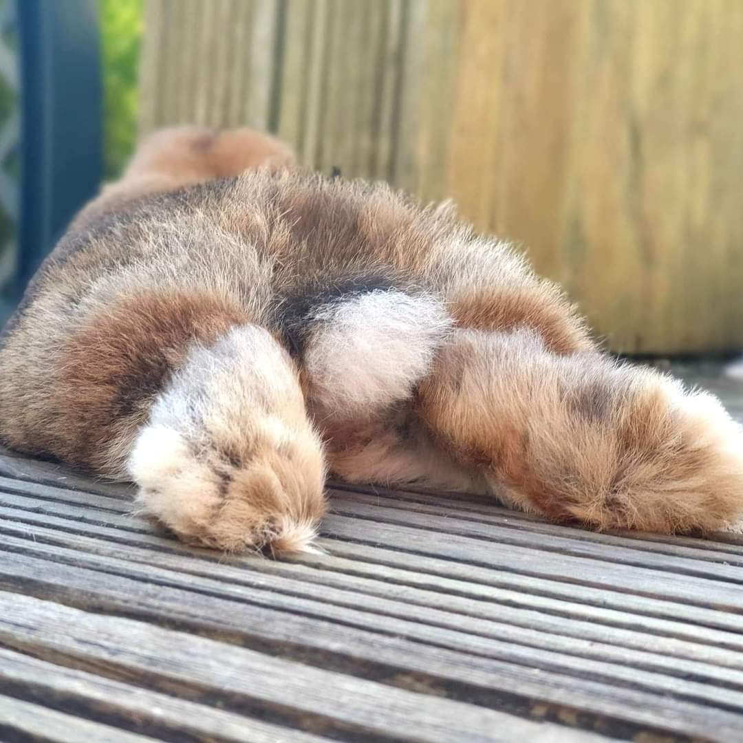 LittlestLives's tweet photo. Happy bunny butt Friday! https://t.co/I3WVoloPRM