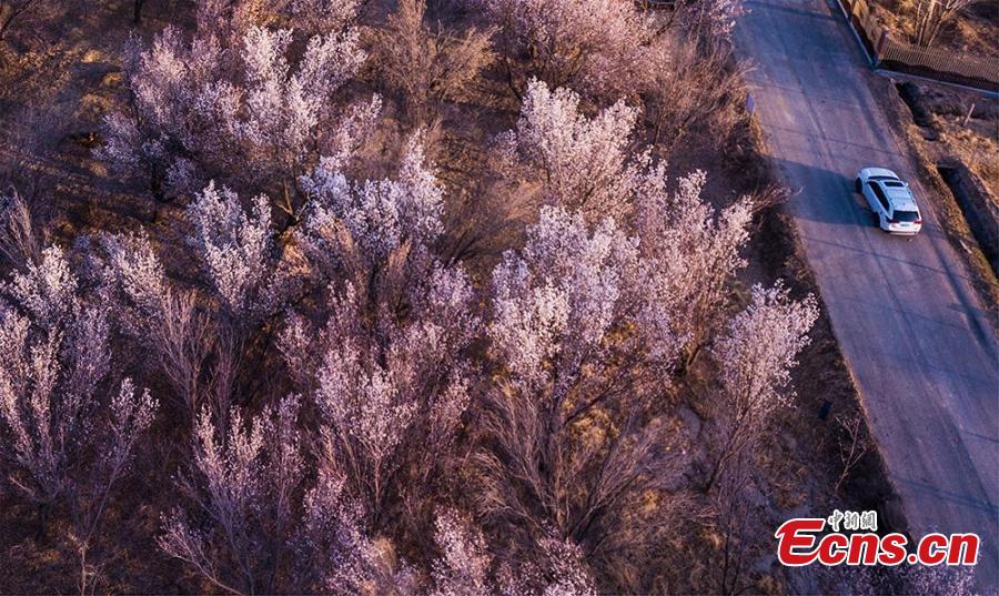 Echinanews's tweet photo. Take a look at this ocean of flowers! 🌸

Dozens of hectares of apricot blossoms at the foot of Mingsha Mountain attracted visitors to enjoy the pink desert scenery in Dunhuang, NW China's Gansu Province in March. #AamazingChina #MustSeeGansu https://t.co/Qu54lU9Mrc