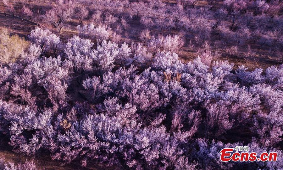 Echinanews's tweet photo. Take a look at this ocean of flowers! 🌸

Dozens of hectares of apricot blossoms at the foot of Mingsha Mountain attracted visitors to enjoy the pink desert scenery in Dunhuang, NW China's Gansu Province in March. #AamazingChina #MustSeeGansu https://t.co/Qu54lU9Mrc