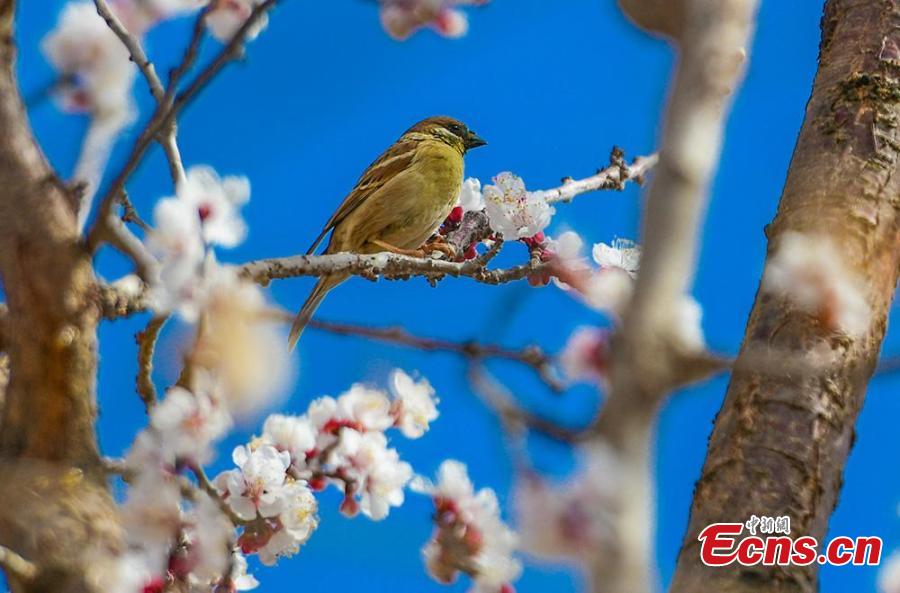 Echinanews's tweet photo. Take a look at this ocean of flowers! 🌸

Dozens of hectares of apricot blossoms at the foot of Mingsha Mountain attracted visitors to enjoy the pink desert scenery in Dunhuang, NW China's Gansu Province in March. #AamazingChina #MustSeeGansu https://t.co/Qu54lU9Mrc