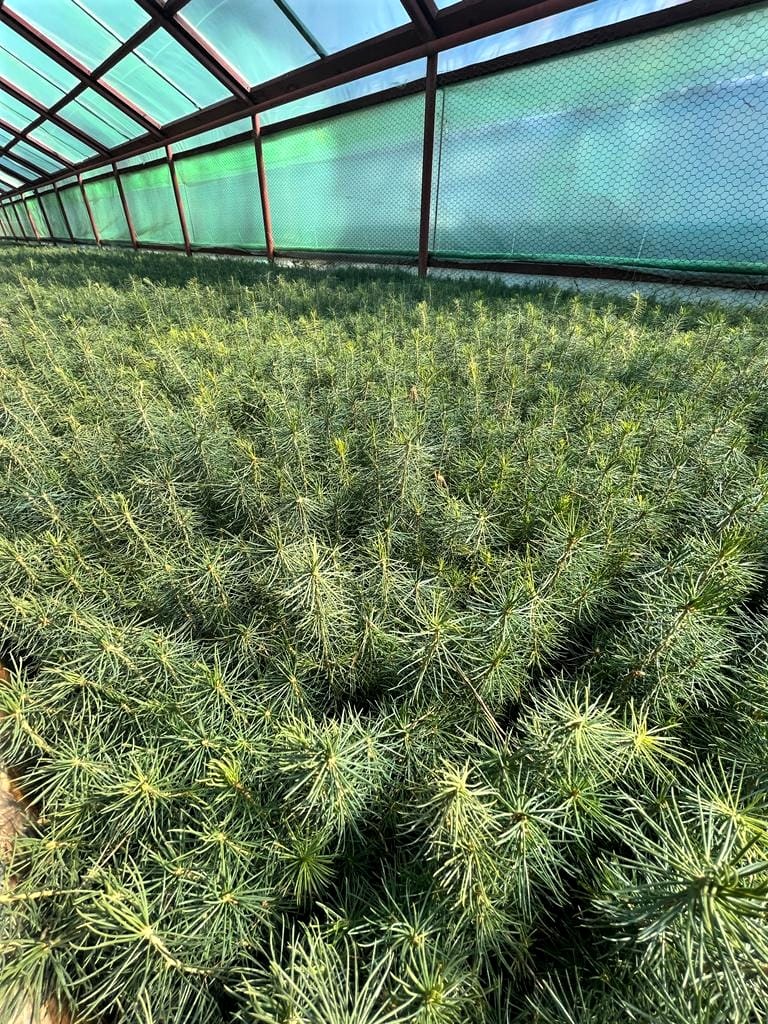 RNP_Romsilva's tweet photo. Pepiniera silvică Prisaca Dornei, OS Vama, DS Suceava
#impaduriri #plantari #regenerareapadurilor #Forestry https://t.co/aOkTbljCf1