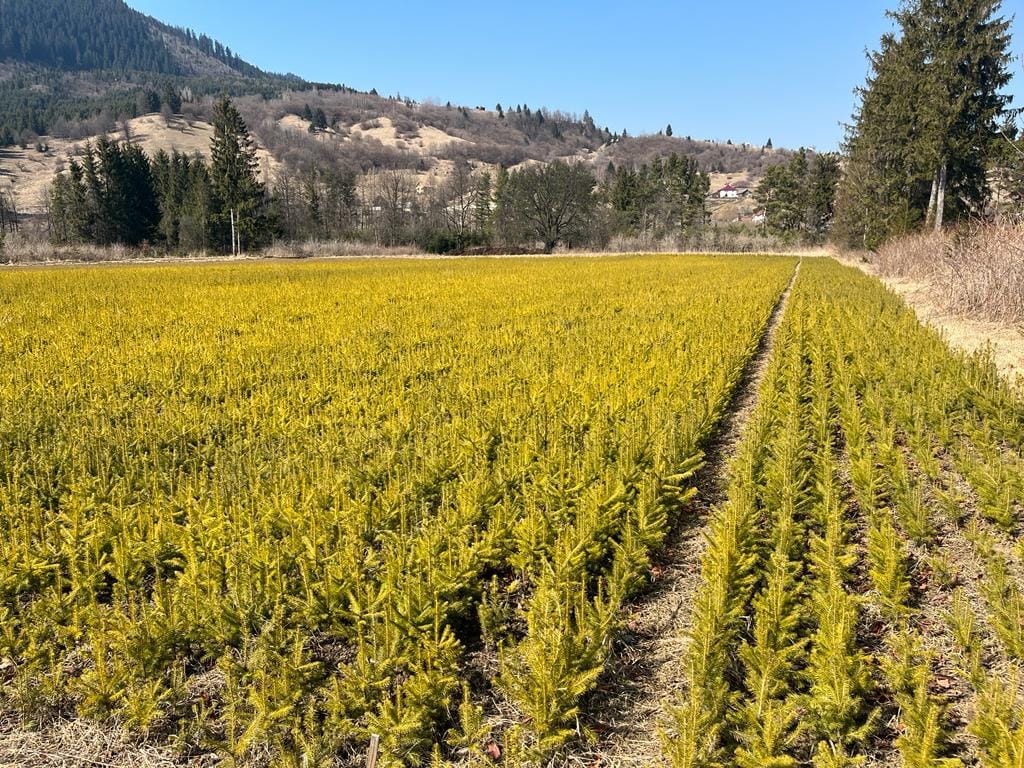 RNP_Romsilva's tweet photo. Pepiniera silvică Prisaca Dornei, OS Vama, DS Suceava
#impaduriri #plantari #regenerareapadurilor #Forestry https://t.co/aOkTbljCf1