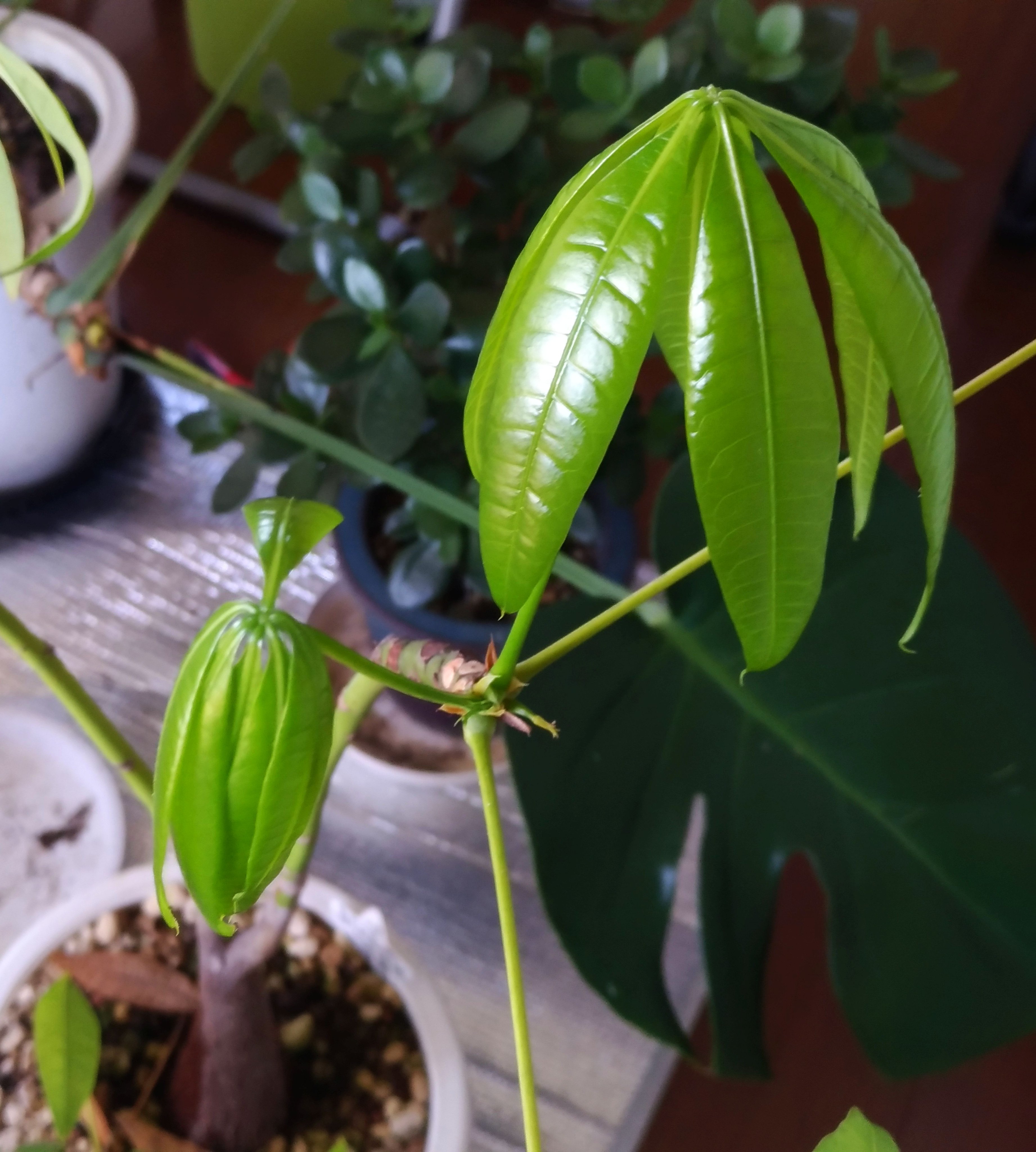こころんグリーン わが家のパキラの新芽が出てきました 新緑の新芽が広がってきています 大きくて立派な葉っぱになると思います パキラ 新芽 新緑 春 観葉植物 園芸 ガーデニング 熊本市南区 熊本 T Co 1tx5c3ykyr Twitter