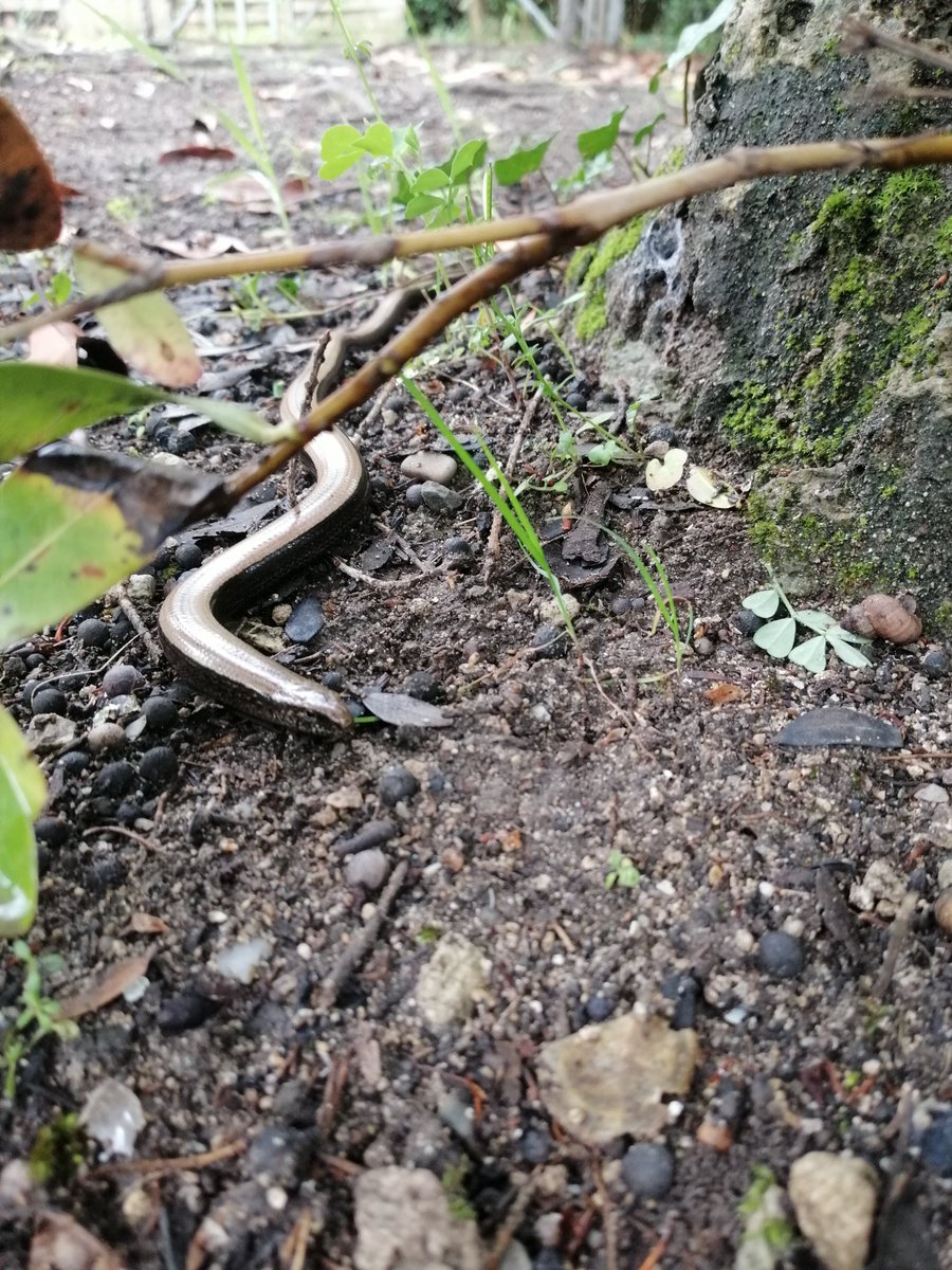le_cart's tweet photo. Notre #jardinier a partagé son espace de travail avec un #orvet.Ce #reptile est un #prédateur qui est un excellent ami du #jardin. Il se nourrit de #limaces , #insectes , #araignées , #cloporte Visitez notre parc lors de votre séjour !
#development #durable #ecolabel #slowtourism https://t.co/U23eoyGvJ1