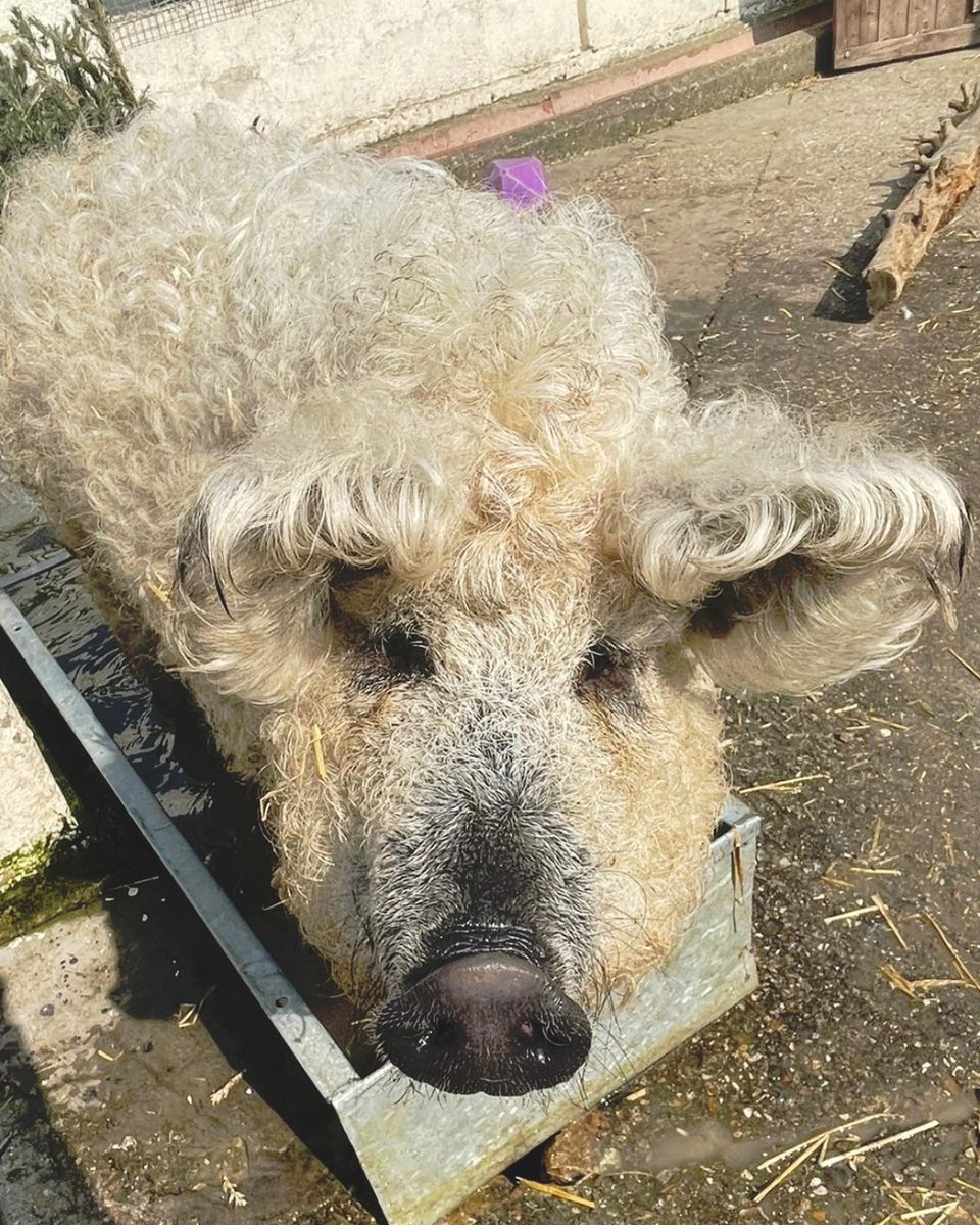 It's no April Fools Joke...Birdworld really is home to the woolly pig! 👀 Learn all about the residents of the Jenny Wren Farm with daily Talks & Feeds this Easter at Birdworld! birdworld.co.uk/upcoming-events 📷 Jon, Jenny Wren Farm Keeper