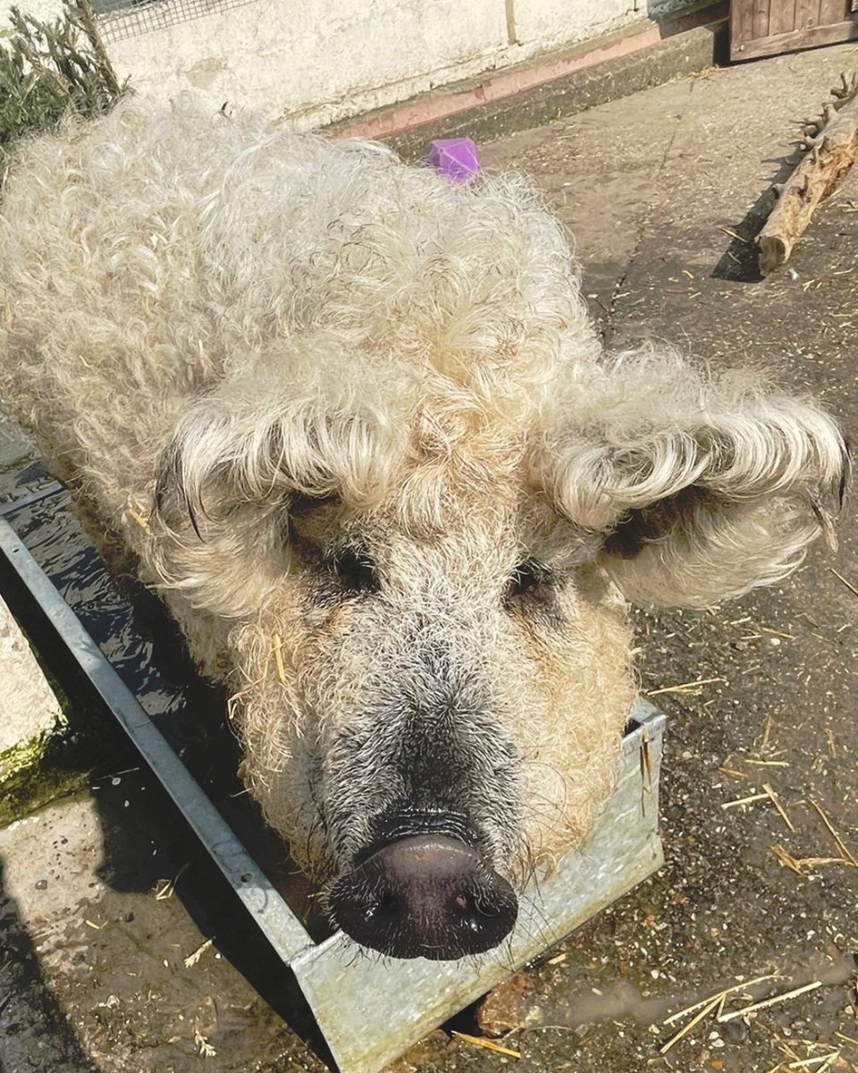 It's no April Fools Joke...Birdworld really is home to the woolly pig! 👀

Learn all about the residents of the Jenny Wren Farm with daily Talks &amp; Feeds this Easter at Birdworld! 

birdworld.co.uk/upcoming-events

📷 Jon, Jenny Wren Farm Keeper