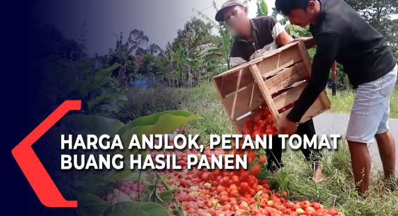 KompasTV's tweet photo. Dihargai 500 Rupiah Per Kilo, Petani Tomat Buang Hasil Panen https://t.co/pGuYfxVESW https://t.co/x8I9QkWsUr