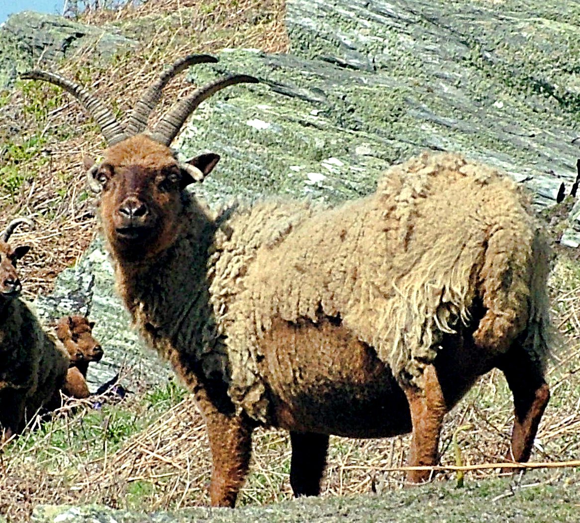 Ballaloof Farm is famous for its prize-winning Manx Tricorn, three-horned sheep. You can’t get more Manx than that yessir – unless someone out there has three-legged Loaghtan? Find out about this legendary flock here 👉 bit.ly/363eD1N 

#Loaghtan # ManxTricorn