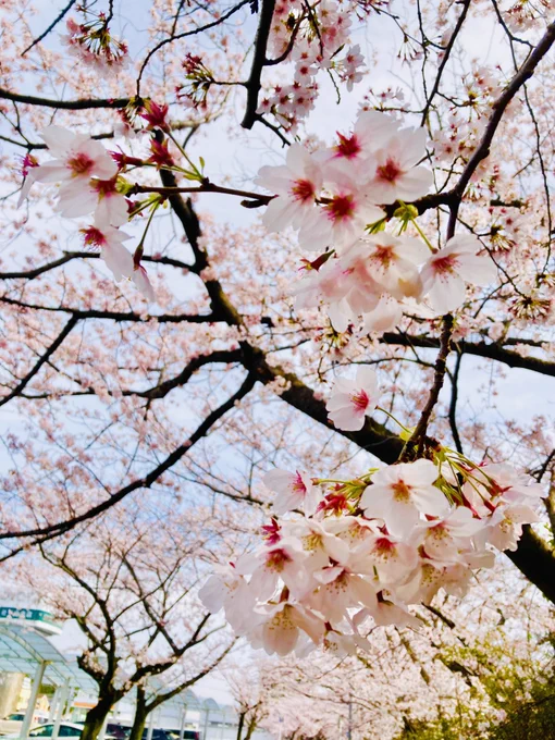 今年の桜に別れを告げてきた 