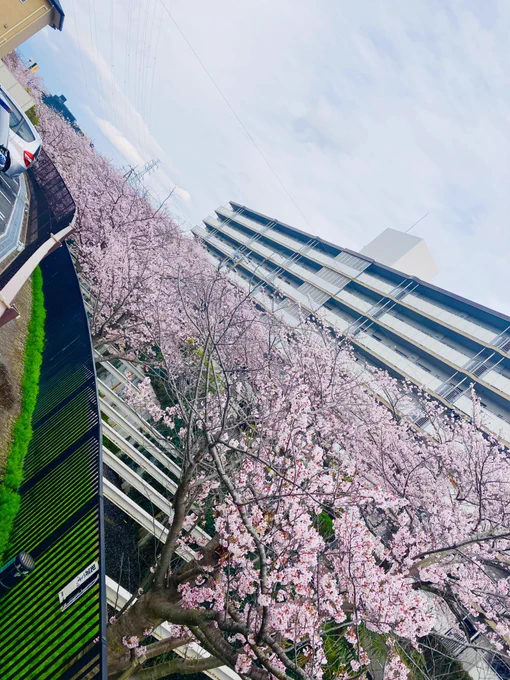今年の桜に別れを告げてきた 