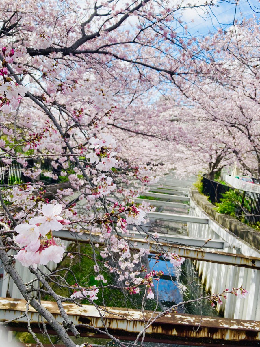 「今年の桜に別れを告げてきた 」|桜谷のイラスト