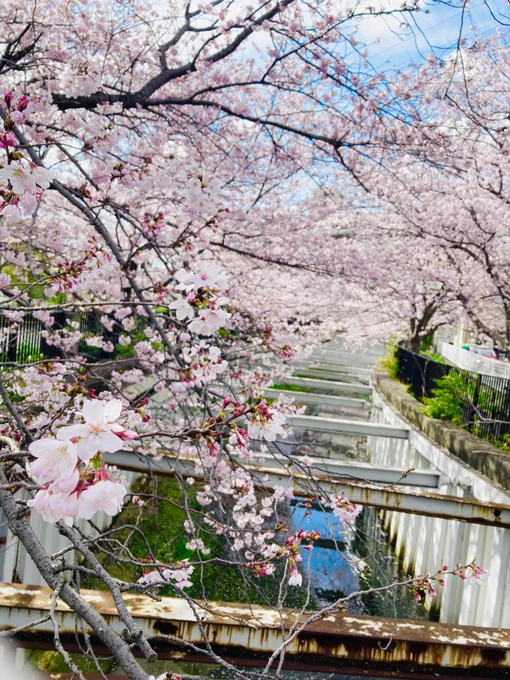 今年の桜に別れを告げてきた 