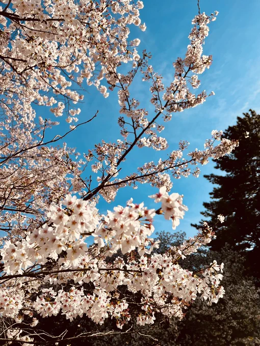 お花見からのモスバーガー素敵な1日です。花粉さえなければ(笑) 