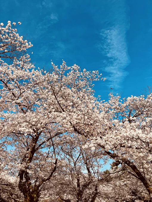 お花見からのモスバーガー素敵な1日です。花粉さえなければ(笑) 
