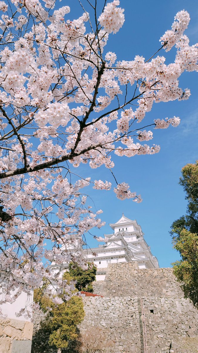 両親が急遽休みになったので、慌てて一緒に写真撮りにきました🌸 