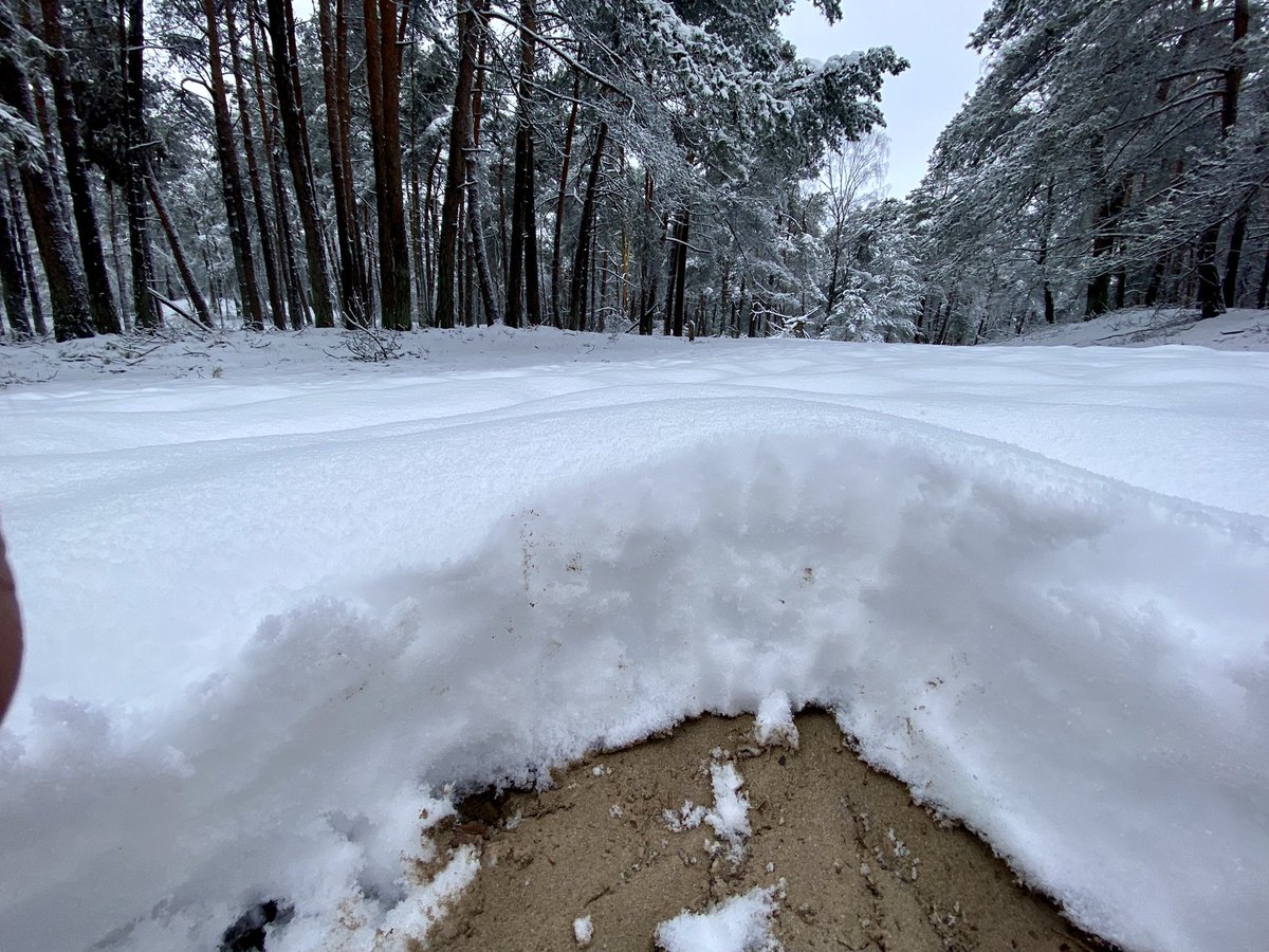 19 cm de #neige relevé aux #PaysBas au Signaal Imbosch à 110 m d'altitude. 
