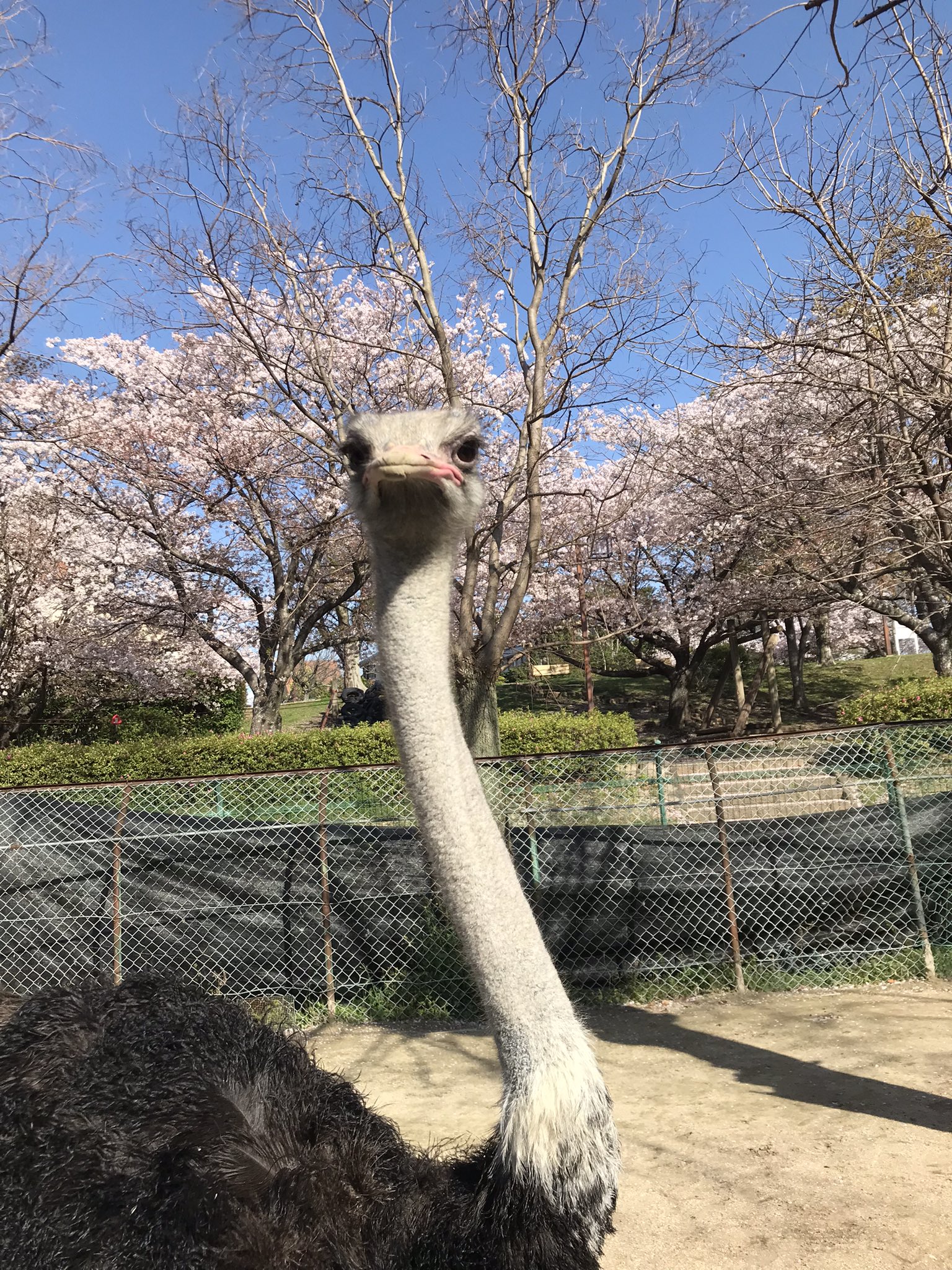 久留米市鳥類センター 公式 この季節は専ら絶景の中過ごすことができるダチョウ うーん うらやましい ダチョウ 久留米市 鳥類センター サクラ 桜 いい景色 T Co F6oixmvnm9 Twitter