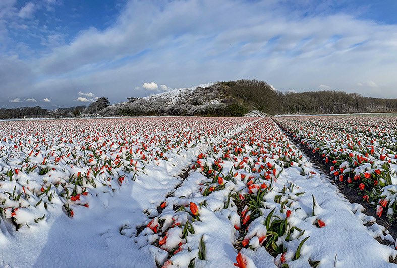 Bloemen in de sneeuw. Het is even winter in het voorjaar. #noordwijk <a href="/VisitNoordwijk/">Visit Noordwijk</a> <a href="/NoordwijkZH/">Gemeente Noordwijk</a>