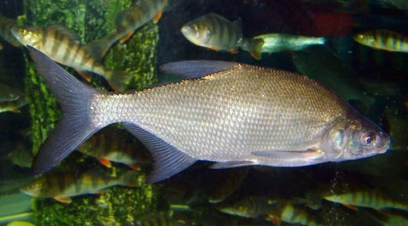 Seine Schelde Vlaanderen tweet media