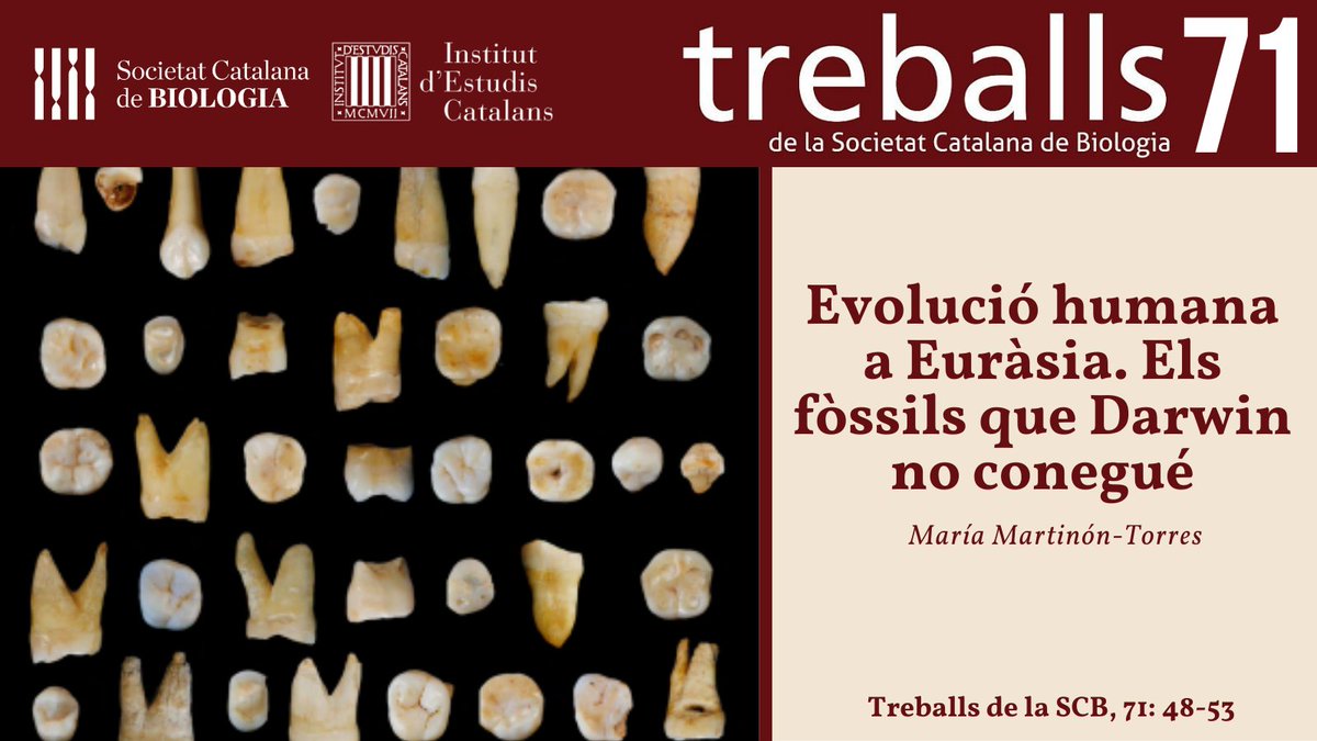SCB_iec's tweet photo. Seguim presentant-vos els articles de #TreballsSCB71!
📰 “Evolució humana a Euràsia. Els fòssils que Darwin no conegué”, de @MMartinonT @CENIEH 
🔗 https://t.co/xAunaAuXpp https://t.co/bmWzHprNd1