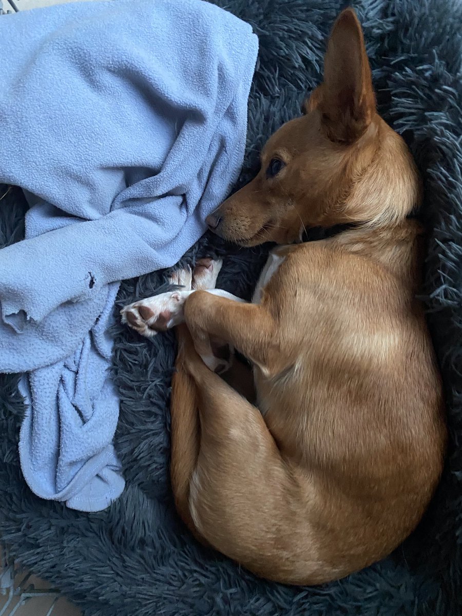 zoom_dog1's tweet photo. This time last year I was in my mummies tummy, the beautiful Toffee❤️🐾❤️🐾 https://t.co/rW7uulGd0n