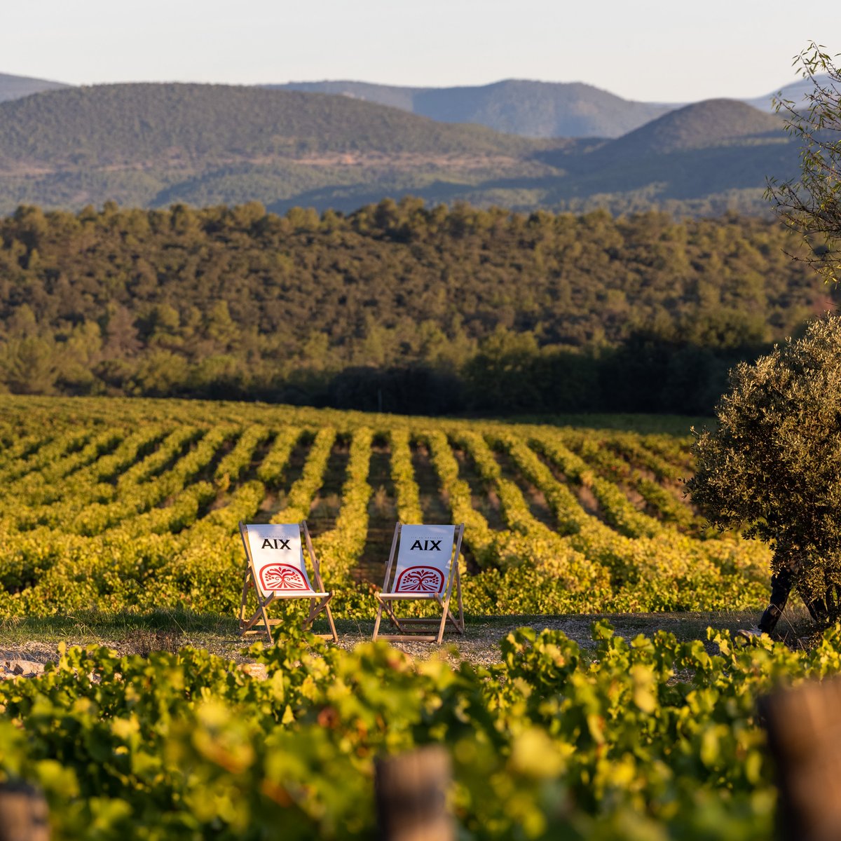 aixroseofficial's tweet photo. Provence - The birthplace of rosé for a reason!
#300dayssun #mineralrichsoil #mistralwind https://t.co/5D4rw4BXST