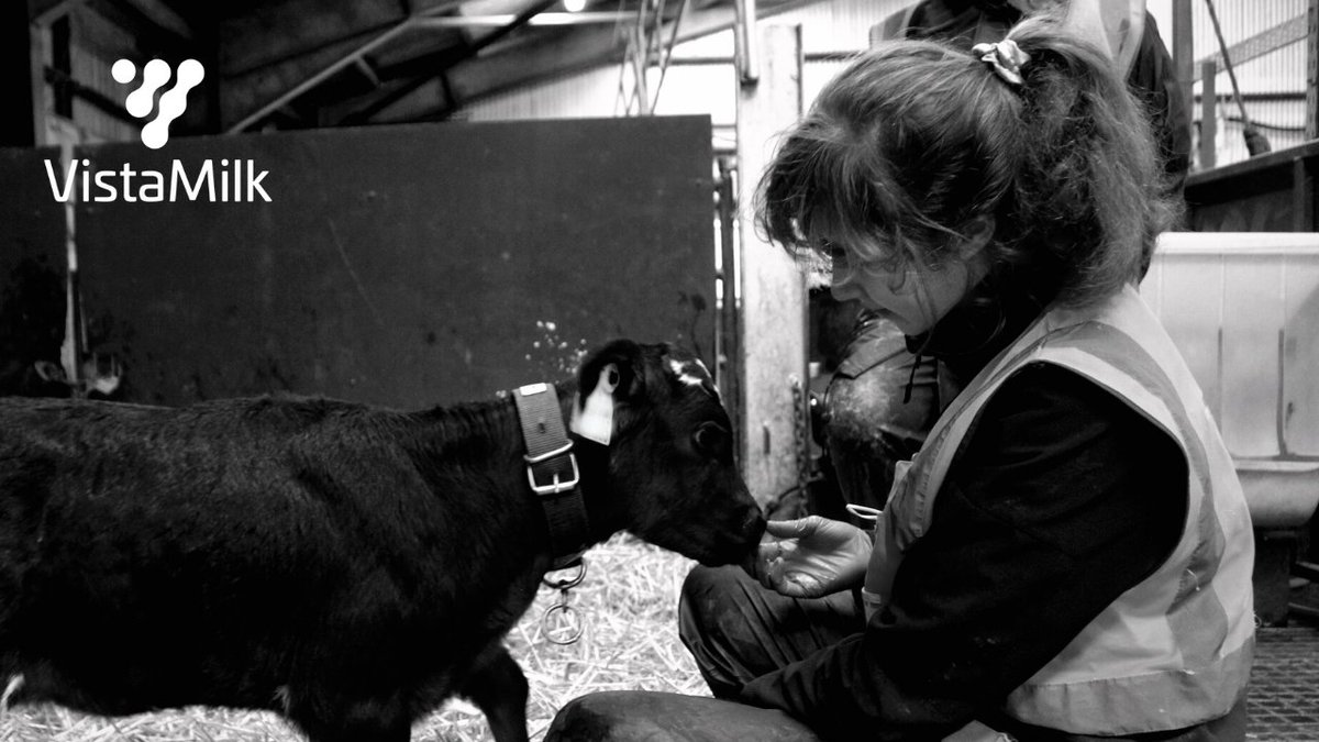 VistaMilk's tweet photo. VistaMilk PhD student, Anna Flynn and the spring calves here in @teagasc Moorepark. Happy Friday everyone
@scienceirel @agriculture_ie
#MondayMotivation
#SpringCalves #FridayFeeling https://t.co/H16aG5MJWG