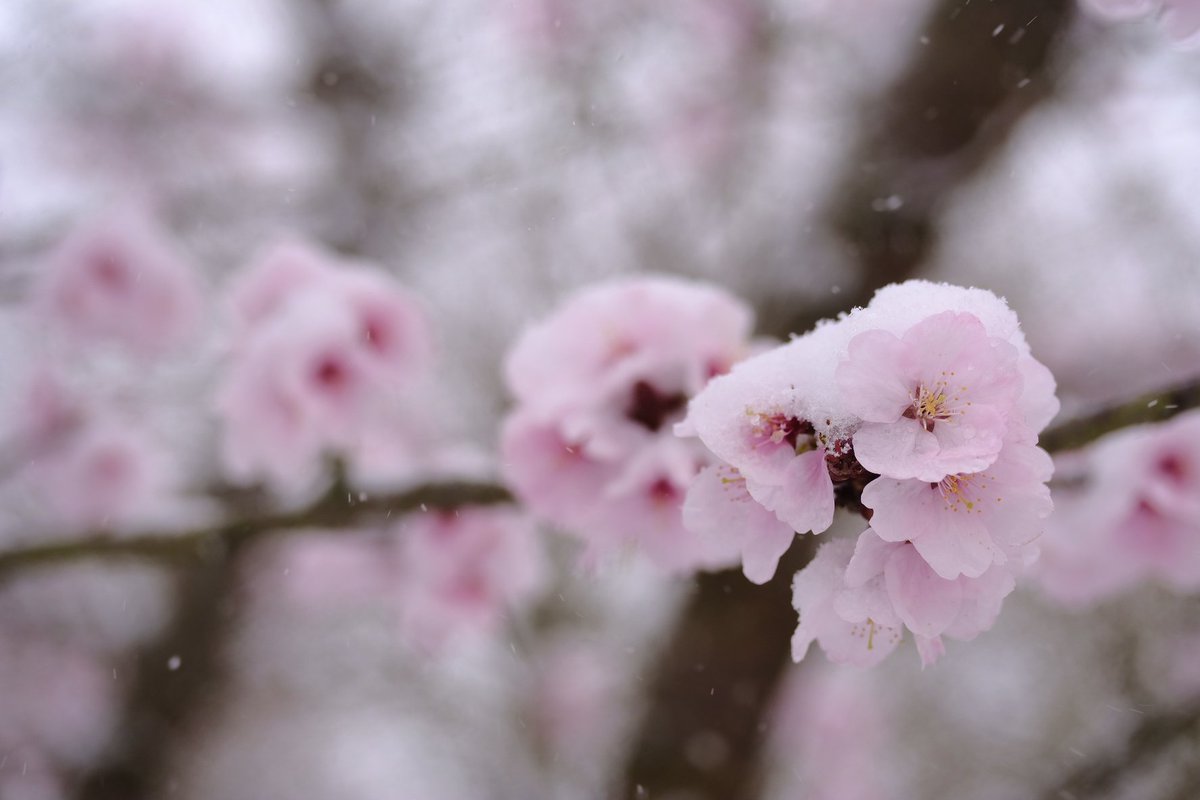 philippnie's tweet photo. Update for #Kirschpost: unexpected snow today. But it looks beautiful on the blossoms. Shot on the way to work at Nordcampus of @uniGoettingen #cherryblossom https://t.co/42NKqNztXi