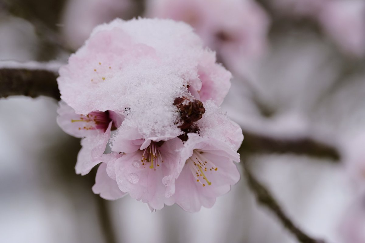 philippnie's tweet photo. Update for #Kirschpost: unexpected snow today. But it looks beautiful on the blossoms. Shot on the way to work at Nordcampus of @uniGoettingen #cherryblossom https://t.co/42NKqNztXi