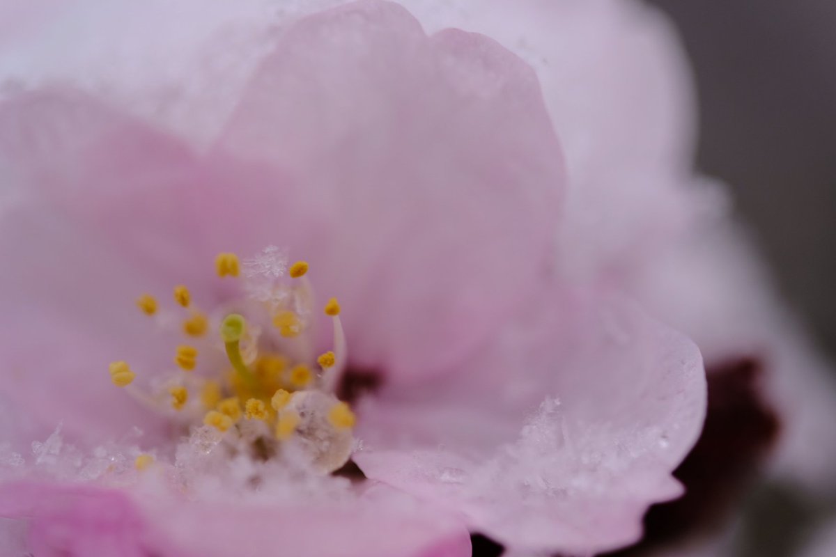 philippnie's tweet photo. Update for #Kirschpost: unexpected snow today. But it looks beautiful on the blossoms. Shot on the way to work at Nordcampus of @uniGoettingen #cherryblossom https://t.co/42NKqNztXi