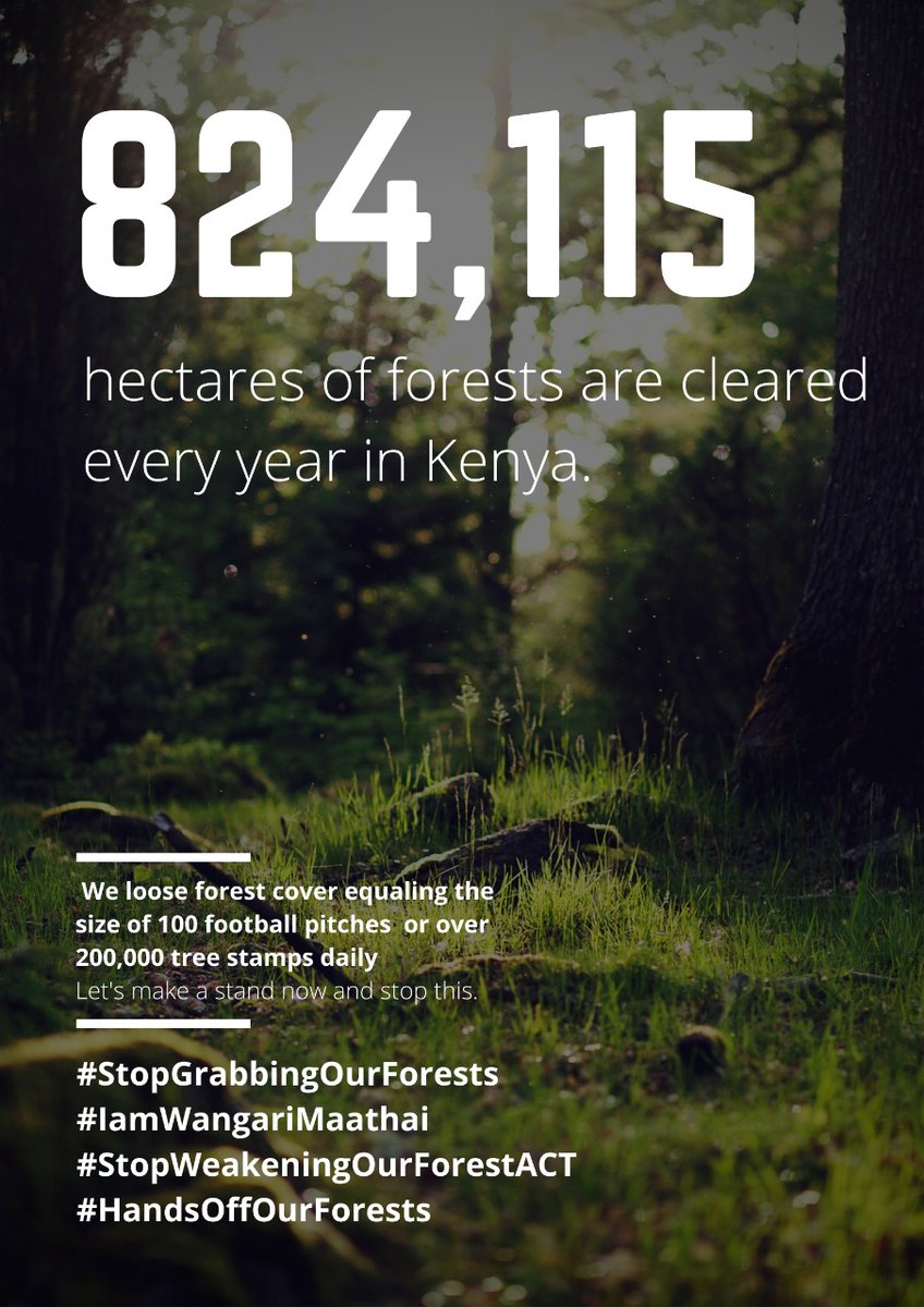 NdonoPhyllis's tweet photo. Let us not fail Mama Wangari Maathai 🌳✊
@StateHouseKenya @parliamentkenya @ConservationKen @WangariMaathai @KeForestService
@wildlifedirect
@NemaKenya
@MathaiWanjira
@DaimaGreenSpace
#handsoffourforests
#iamwangarimaathai
#rejectforestammendments https://t.co/q8ISG729yg